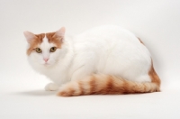 Picture of Turkish Van cat crouching, Red Classic Tabby & White colour