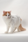 Picture of Turkish Van cat looking away, Red Classic Tabby & White colour