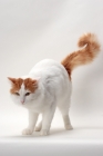 Picture of Turkish Van cat looking down, Red Classic Tabby & White colour