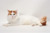 Picture of Turkish Van cat lying down, Red Classic Tabby & White colour