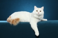 Picture of Turkish Van cat lying down