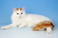 Picture of turkish van cat lying down