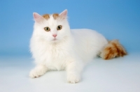 Picture of turkish van cat on blue background