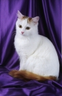 Picture of turkish van cat on purple satin