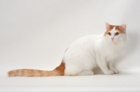 Picture of Turkish Van cat on white background, Red Classic Tabby & White colour