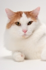 Picture of Turkish Van cat portrait, Red Classic Tabby & White colour