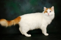 Picture of turkish van cat, side view