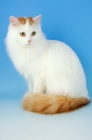 Picture of turkish van cat sitting down