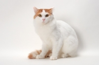 Picture of Turkish Van cat sitting, Red Classic Tabby & White colour