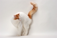 Picture of Turkish Van cat tail up, Red Classic Tabby & White colour