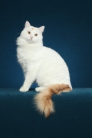 Picture of Turkish Van cat