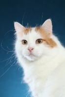 Picture of Turkish Van head study on blue background