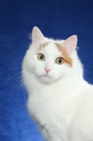 Picture of Turkish Van head study on blue background