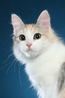 Picture of Turkish Van head study