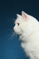 Picture of Turkish Van in profile