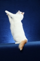 Picture of Turkish Van jumping up