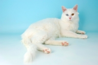 Picture of turkish van kedisi cat lying down