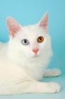 Picture of turkish van kedisi cat, portrait