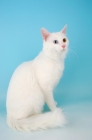 Picture of turkish van kedisi cat