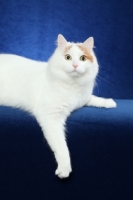 Picture of Turkish Van lying on blue background