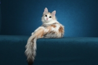 Picture of Turkish Van on blue background