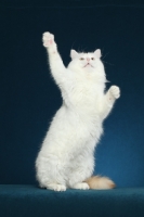 Picture of Turkish Van on hind legs, reaching up