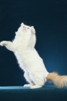 Picture of Turkish Van on hind legs