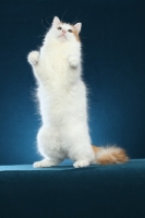 Picture of Turkish Van on hind legs