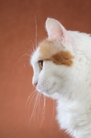 Picture of Turkish Van, profile on brown background