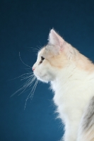 Picture of Turkish Van profile