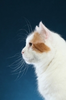 Picture of Turkish Van profile