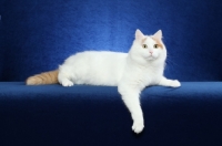 Picture of Turkish Van resting on bright blue background