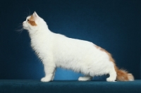 Picture of Turkish Van, side view