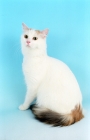 Picture of Turkish Van sitting down