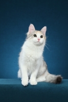 Picture of Turkish Van sitting on blue background