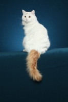 Picture of Turkish Van sitting on blue background