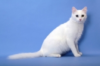 Picture of Turkish Van sitting on blue background