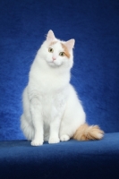 Picture of Turkish Van sitting on bright blue background