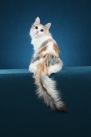 Picture of Turkish Van turning back