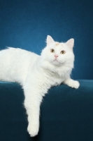 Picture of Turkish Van