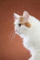 Picture of Turkish Van