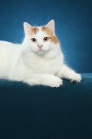 Picture of Turkish Van