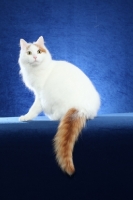 Picture of Turkish Van