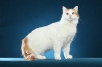 Picture of Turkish Van