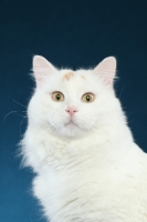 Picture of Turkish Van