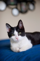 Picture of tuxedo kitten lying down