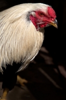 Picture of Twente Fowl (aka Twents hoen), cockerel