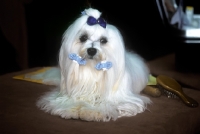 Picture of twinkle star countess holland, maltese at a show