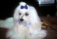 Picture of twinkle star v countess holland, maltese at a show
