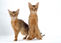 Picture of two 4 month old Abyssinian cats, looking alert